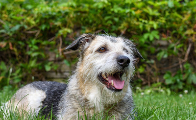 Brushing Your Dog's Teeth in 4 Simple Steps