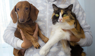 How to Foster Harmony Between Your Dog and Cat