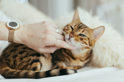 Tuna Ice Cubes to Cool Your Cat Down