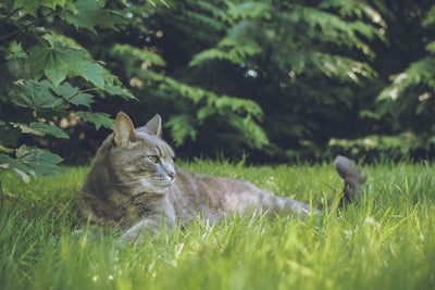 Why Do Cats Eat Grass?