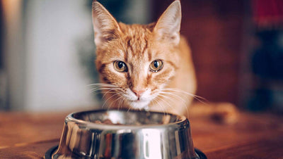 How Often Should You Feed Your Cat?