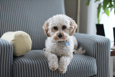 Teaching Your Dog to Stay Alone at Home