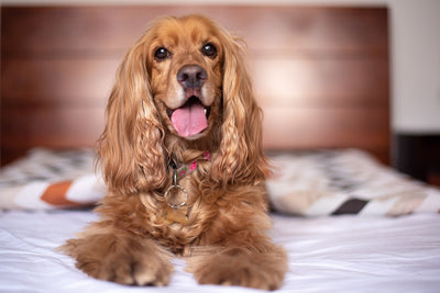 Selecting the Perfect Bed for Your Dog