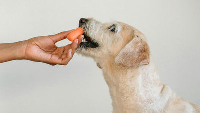 Four Vegetables Your Dog Should Eat