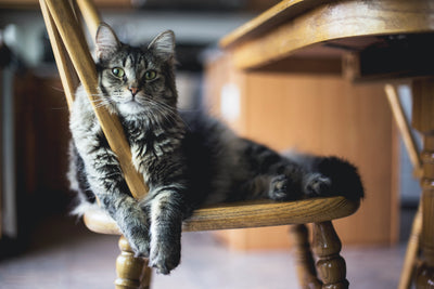 Cats: What they tell us with their body language?