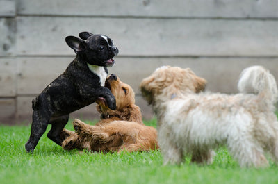 How Long Should a Puppy Play?