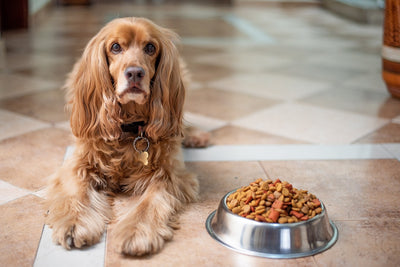 The Essential Nutritional Ingredients in a Puppies' Diet