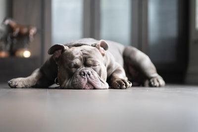 How much sleep does a dog really need?