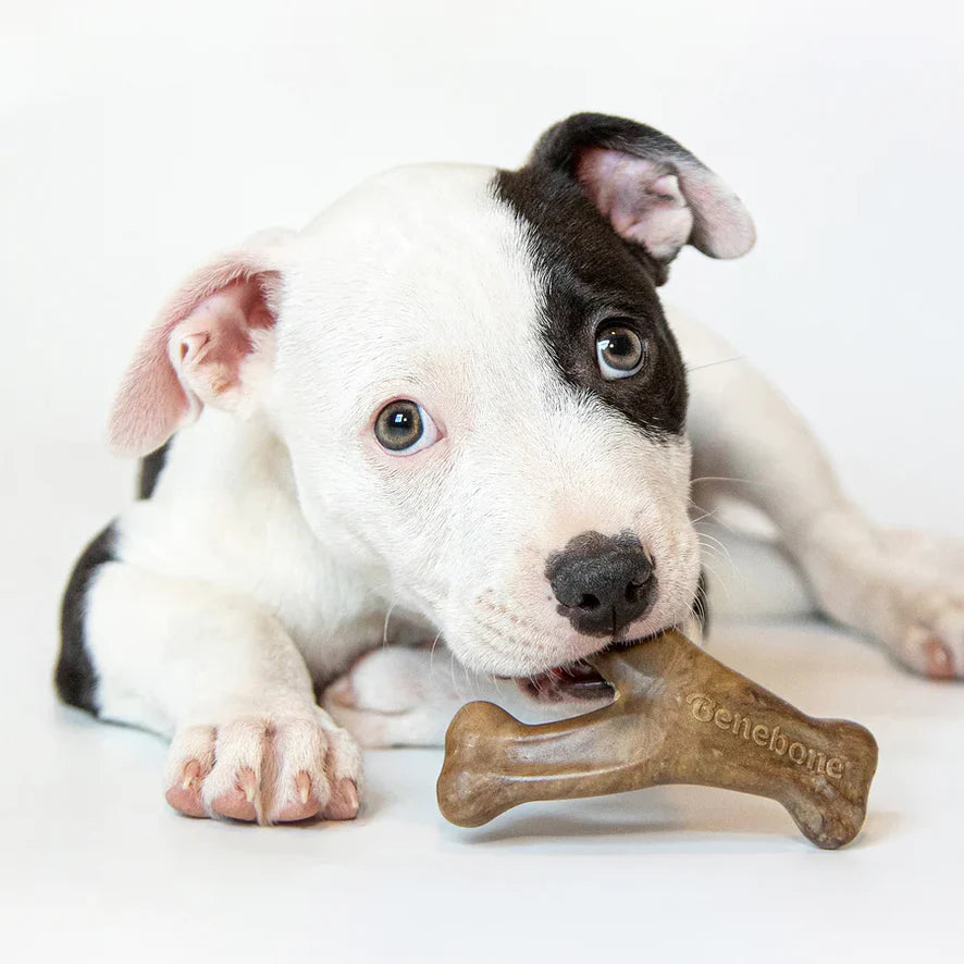 Benebone Bacon Puppy Wishbone Chew Toy