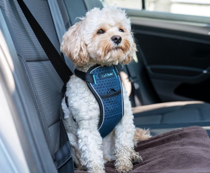 Company of Animals CarSafe Crash Tested Dog Harness - Blue