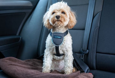 Company of Animals CarSafe Dog Travel Harness - Black