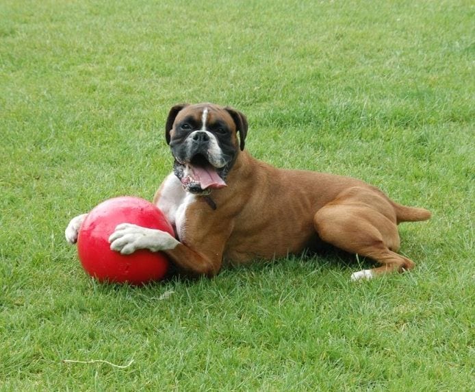 Company of Animals Boomer Ball Dog Toy