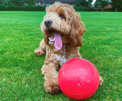 Company of Animals Boomer Ball Dog Toy