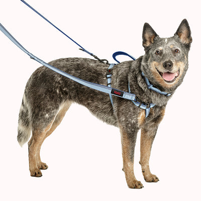 Company of Animals Halti Dog Large Double Ended Lead - Purple