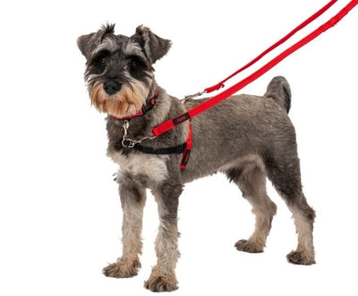 Company of Animals Halti Dog Front Control Red/Black Harness (S/M/L)