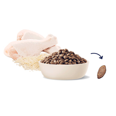 Advance Large Breed Puppy Dry Food Chicken Recipe - 20kg