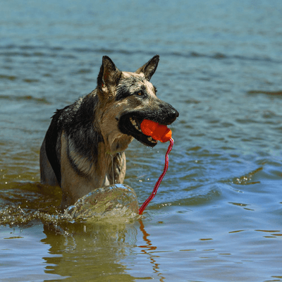 KONG Aqua Medium Dog Toy