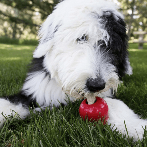 KONG Ziggies Dog Chews Chicken Recipe Small (12 Pack)