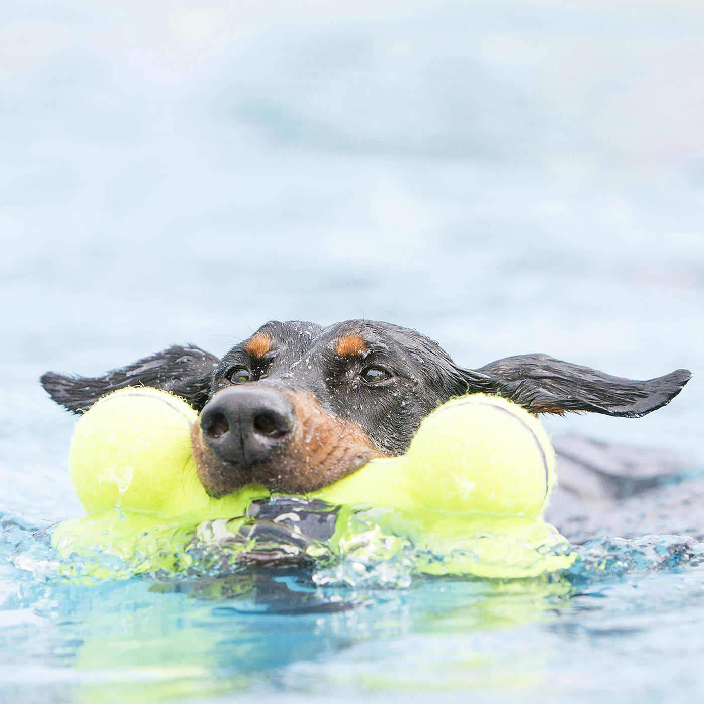 KONG Airdog Squeaker Bone Large