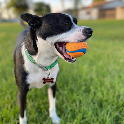 Chuck It! Dog Toy Ultra Ball XL