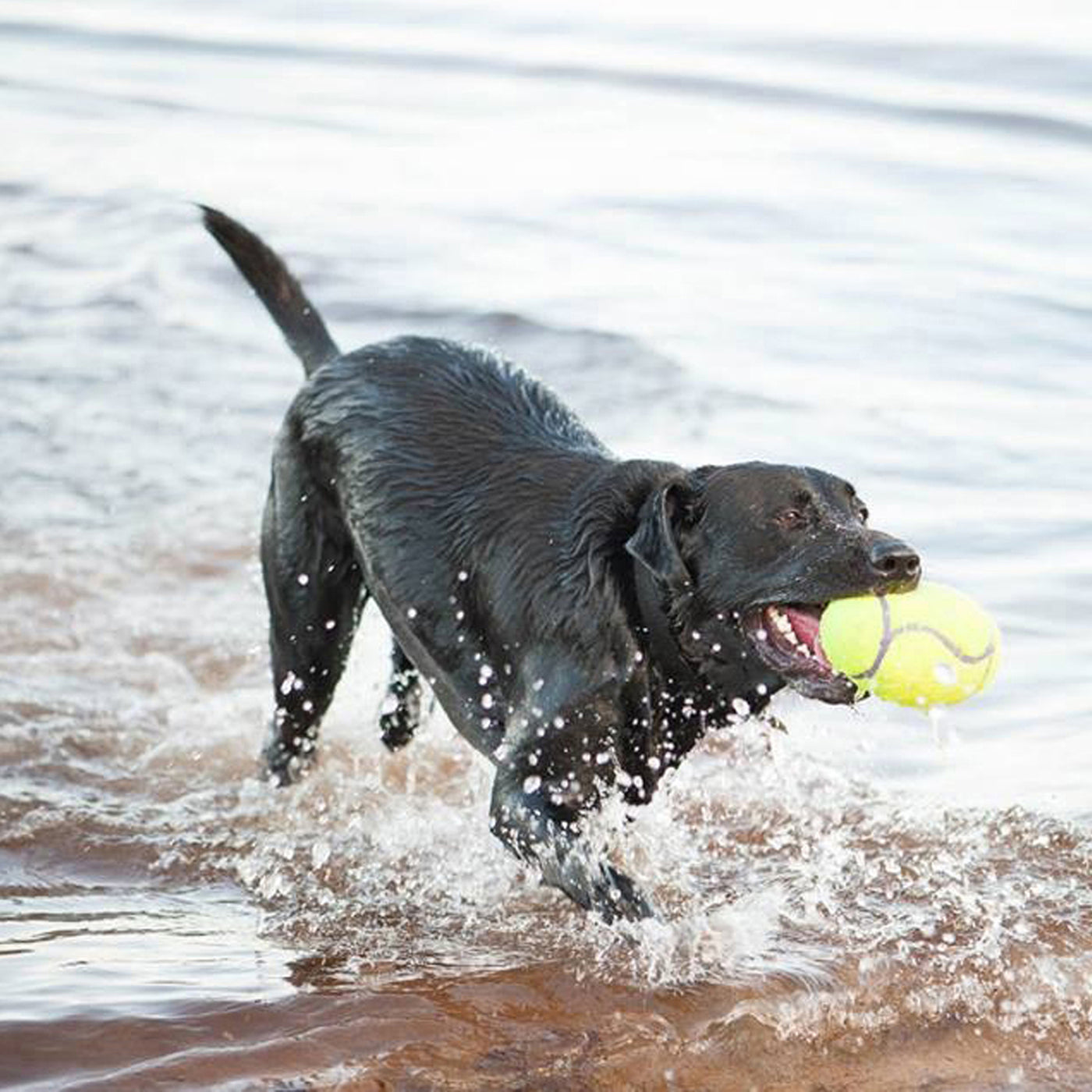 KONG AirDog Squeaker Football (S/M)