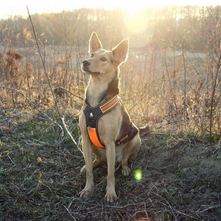 Truelove Reflective Heavy Duty Harness Orange - Medium