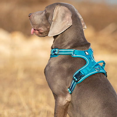 Truelove No Pull Harness Blue - Large