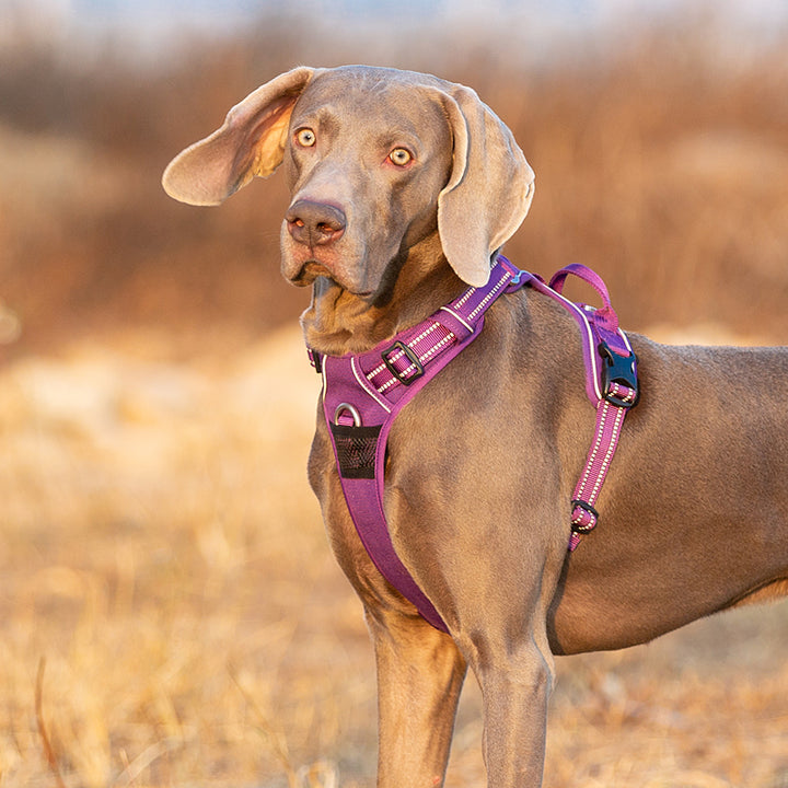 Truelove No Pull Harness Purple - Medium