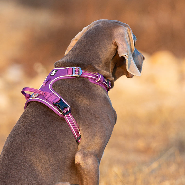 Truelove No Pull Harness Purple - Small