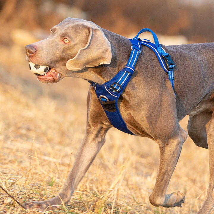 Truelove No Pull Harness Royal Blue - Large