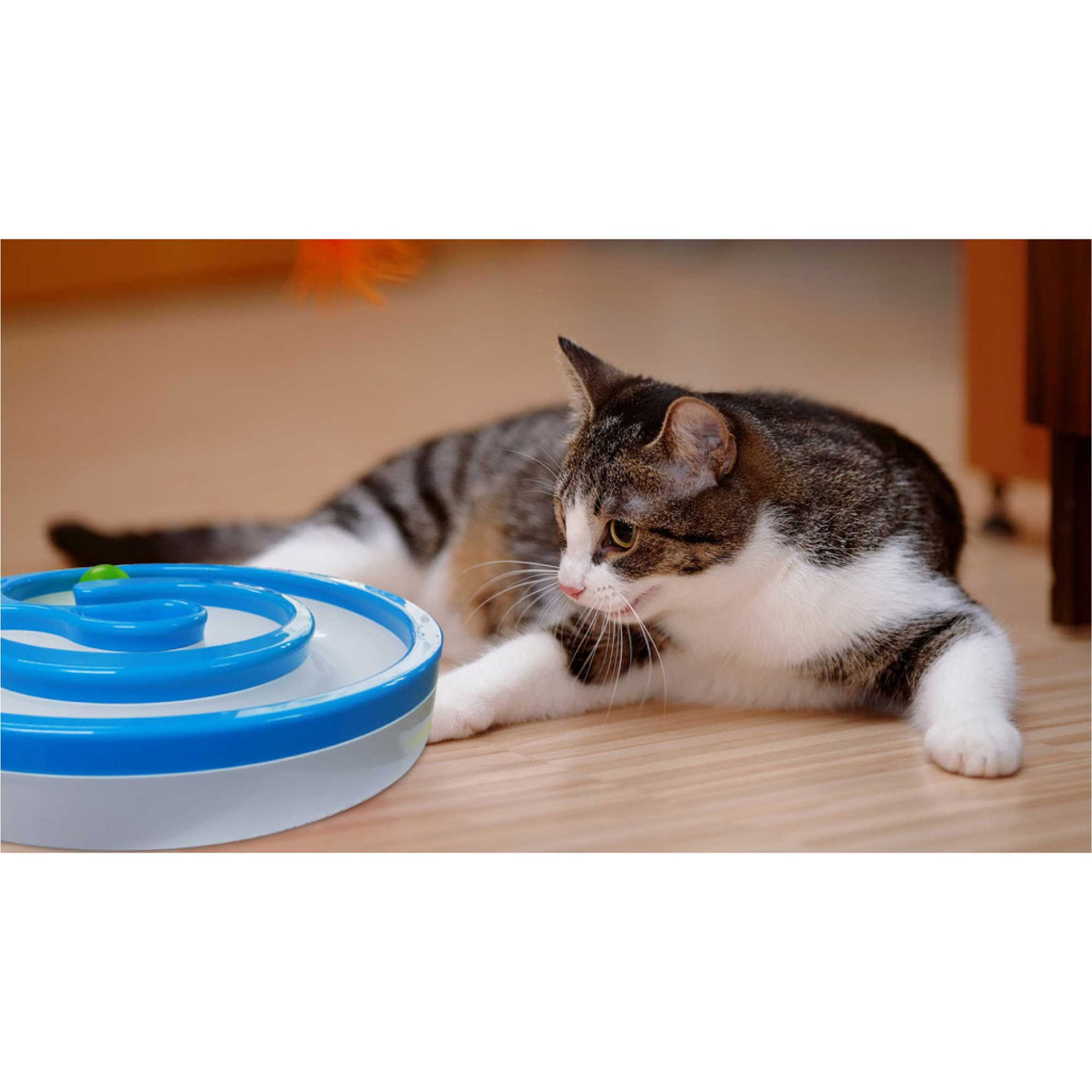 Interactive Cat Chase Rolling Ball Toy