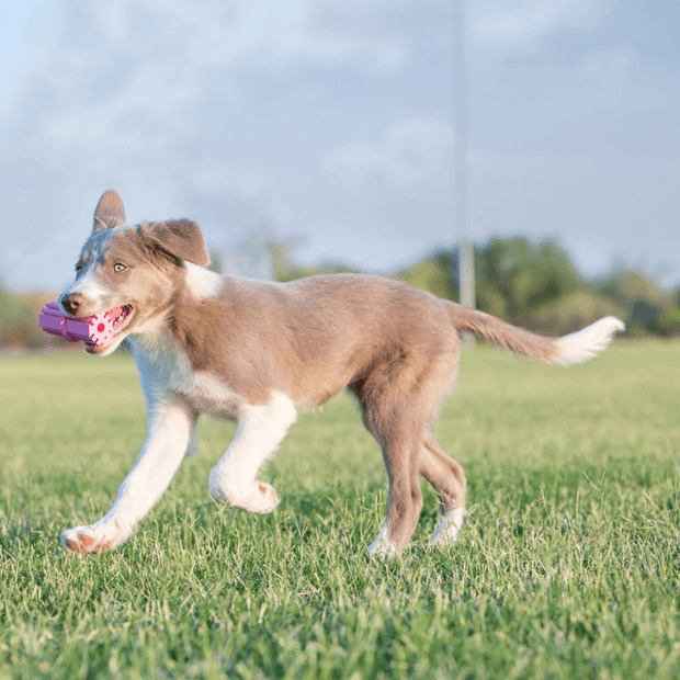 KONG Puppy Teething Sticks (M/L)