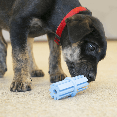 KONG Puppy Teething Sticks (M/L)